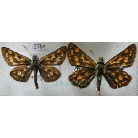 Carterocephalus palaemon (Pallas, 1771) x2 Kosternik palemon Czech27f